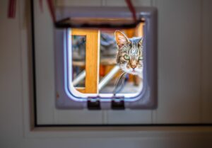 A cat using a cat flap